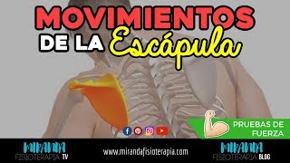 MOVIMIENTOS DE LA ESCÁPULA | PRUEBAS DE FUERZA | MirandaFisio TV