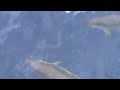 dauphins entre Ibiza et Cartagne
