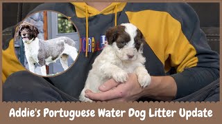Addie's Portuguese Water Dog Litter Update