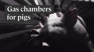 Watch Chambers Pig video