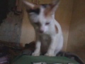Kucing Pijat images Kucing Pijat