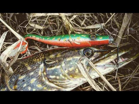 весенний нерест щуки видео весенний нерест щуки видео