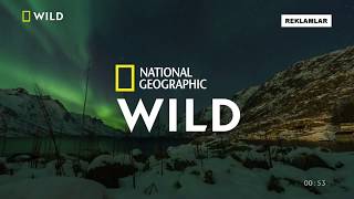 Nat Geo Wild Hd Turkey - Continuity - Spring 2020 King Of Tv Sat