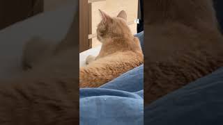 Adoptable Racine Takes A Cat Nap