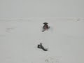 polaris in the big sky country