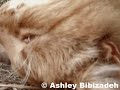 Maine Coon Cat Diary