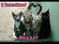 Kitty Valentine's Day wishes! - Fun & Humor ecards - Valentine's Day Greeting Cards