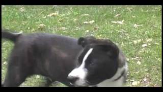 Watch Aquabats Canis Lupus video