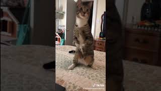 Komik Hayvanlar Funny Animals