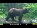 bear cautious 24Aug2021