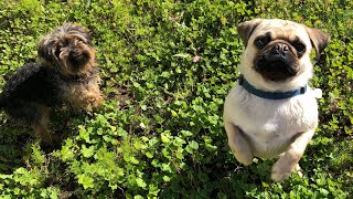 Pugs and Kisses | Cute and Funny Dogs