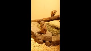 Prairie Dog ASMR
