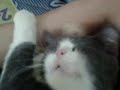 image Funny Cat Very Like Armpit Kucing Lucu Suka Ketiak