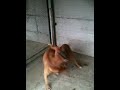 PITBULL UKC - ACCOPPIAMENTO DESIE (r.i.p.) X RAUL - D.R.P. red passion