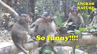 Cute baby wild monkeys play fun, funny video with baby monkey | Angkor Nature