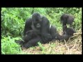 Gorillas mating footage Rwanda - World Primate Safaris