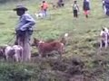 image Buru Babi Di Suayan Bukik Baka Lokuak Potai