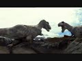 Tyranossaurus rex fight - (Briga de Dinossauro)