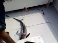 Video de Pesca oceanica de cacao