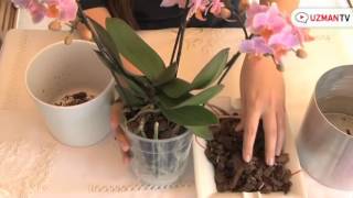 Orkide saksısı nasıl değiştirilir
