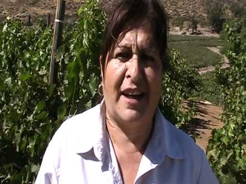 Laura Zamora enológa de Bodegas de Santo Tomás
