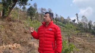 Lemon Farm In Lamjung Hirkush Agro Farm