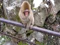 Playing 3 baby monkeys in a winter | Jigokudani snow monkey park, Japan 地獄谷野猿公苑