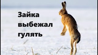 Зайка Выбежал Гулять