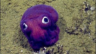 Facts The Googly-Eyed Stubby Squid