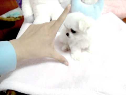 shih tzu Colorful Photos & Videos of puppies For Sale We have unique