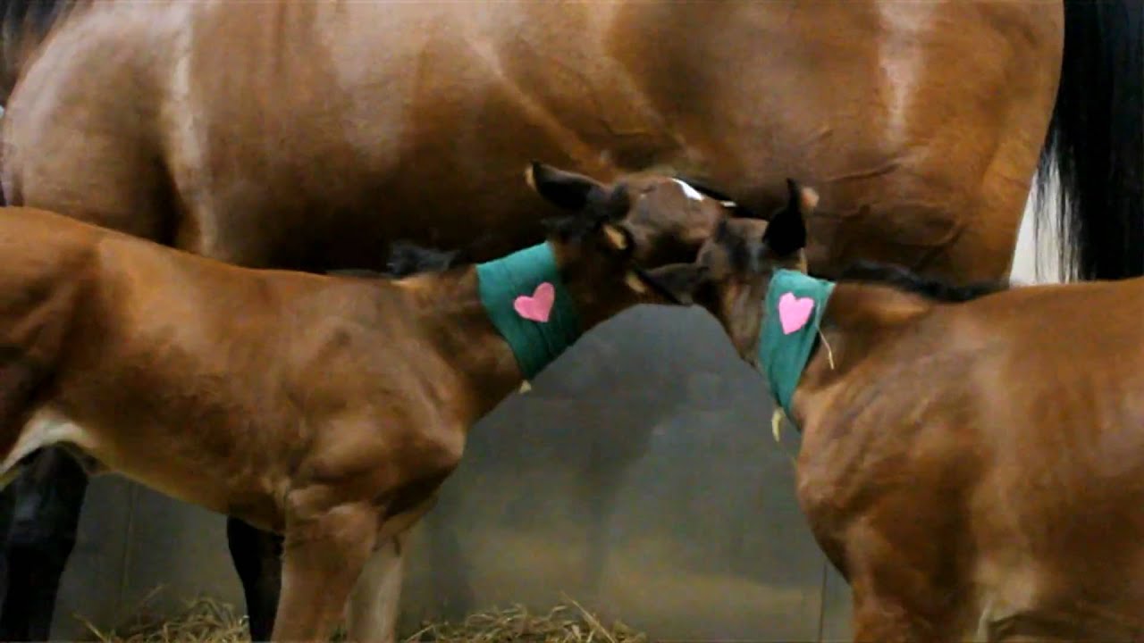 Rare birth of twin foals at University of Minnesota Vet Center - YouTube