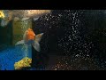 Video Рыбки (Киевский музей воды, июль 2012)