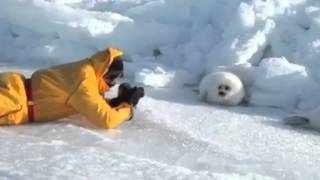 Watch Parry Gripp Lazy Harp Seal Has No Job video