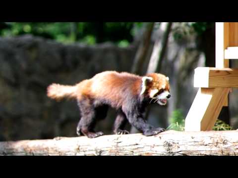 動き回るレッサーパンダ（Lesser panda）
