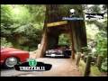 Air-cooled VW's drive through a Redwood tree!
