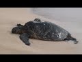 Uma Viagem ao Hawaii by Hawaii Eco Divers