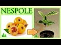come ottenere un nespolo dagli scarti del frutto, a costo zero