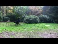 Koirakoulu Kompassi: Wunjo & Camilla temppuja