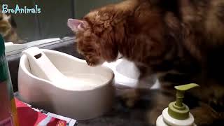 Funny Animals, Funny People #836
