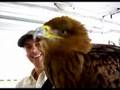 Falconry - Osprey Pandion Falconry - Osprey Pandion