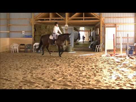16.2 TB gelding 4TH in both Adult Amateur Training Hunter and Adult Amateur ... 16.2 TB gelding 4TH in both Adult Amateur Training Hunter and Adult Amateur ...