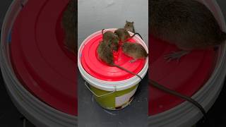 Easy Homemade Mouse Trap Using A Plastic Bucket // Mouse Trap 2#Rat #Rattrap #Mouse #Mousetrap