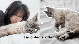 I Adopted A Kitten Getting Supplies, First Day
