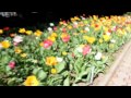 Gradina Botanica Cluj Napoca 2012 (HD video)