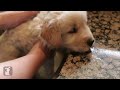 golden retreiver