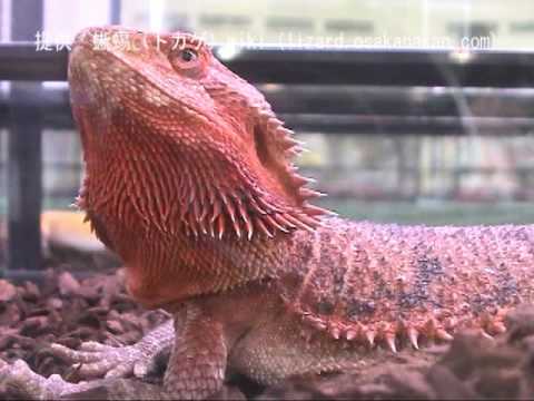 PBS NOVA - Lizard Kings (2009) 720p HDTV SoS