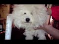 toiletter bichon frisé