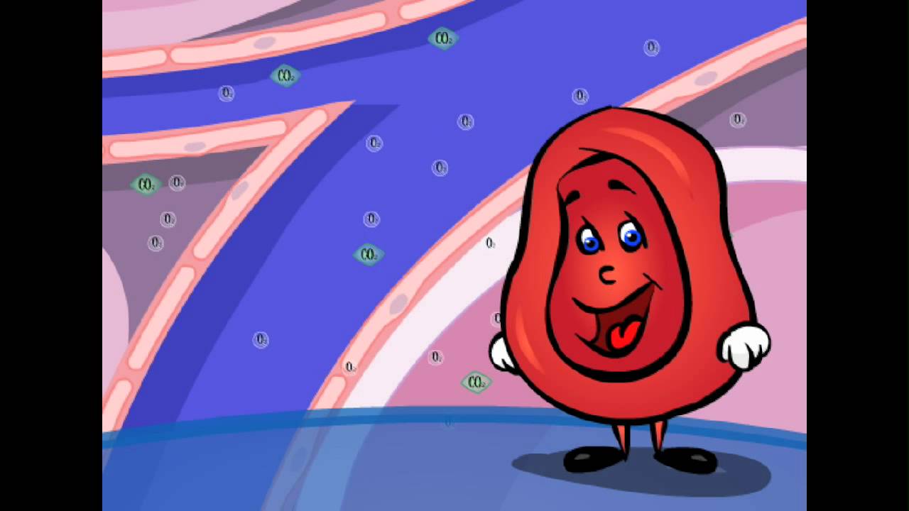 Exploring the Heart - The Circulatory System! - YouTube