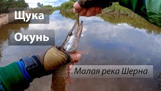 Река Шерна, Россия. По высокой воде и неактивному хищнику. Щука, окунь.