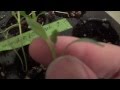 Tomatoes and Peppers don't make good germination buddies Sweet 100 Tomatoes